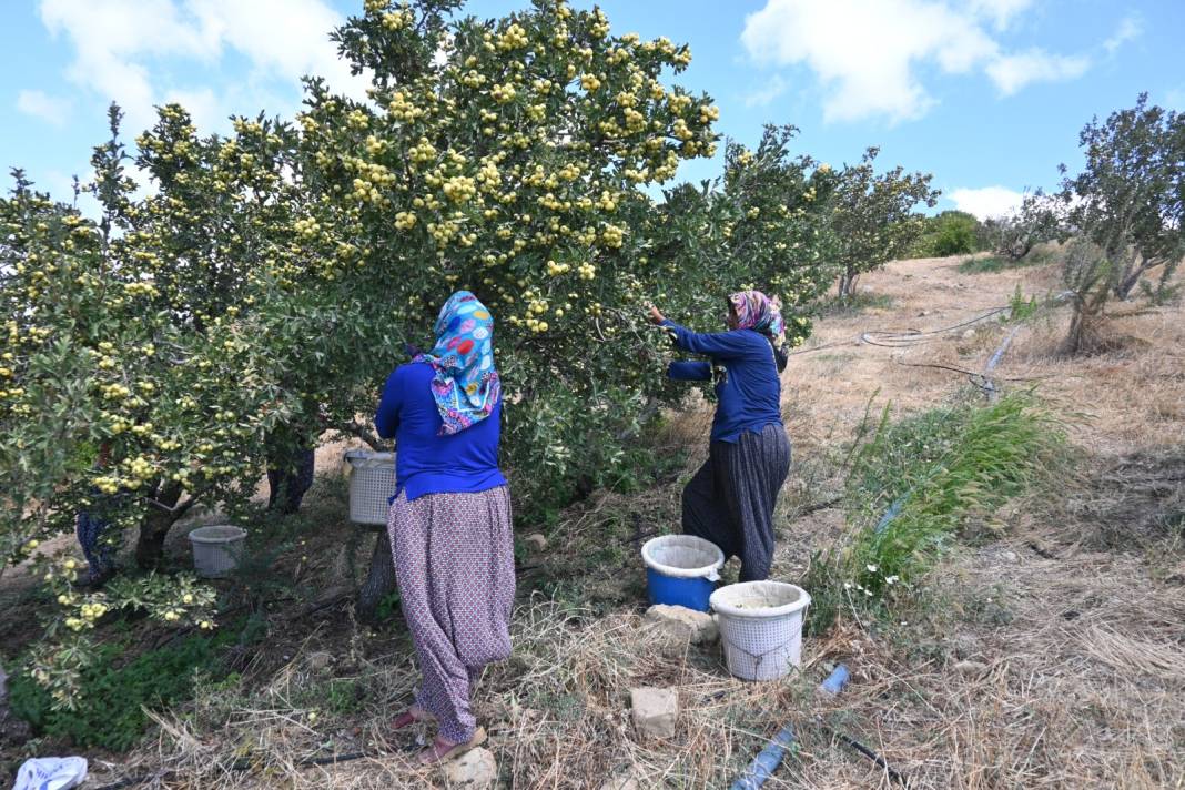 Kilosu 200 liradan satılıyor: Hatay'da hasadı yeni başladı 1